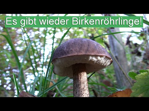Es gibt wieder Birkenröhrlinge | Birkenrauhfüße im November