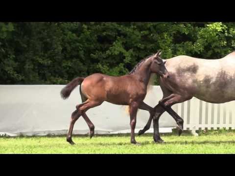 Viela, SF *12.04.2017 von Viscount – Stalypso – Calido