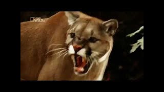 Eagle vs. Toxic Snake | World's Deadliest Eagle vs. Toxic Snake | World's Deadliest