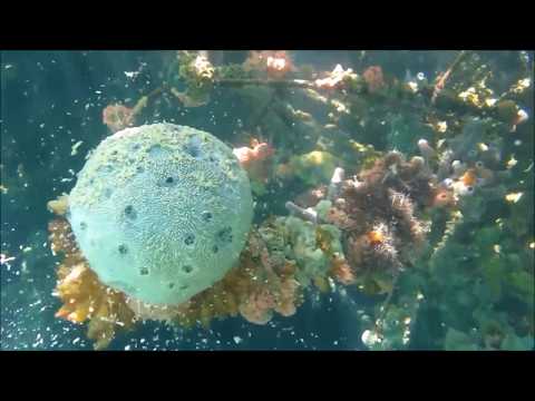 Chichilcitlalli - Underwater