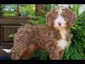Mini Bernedoodle dogs for sale: Nemo  - Video 1