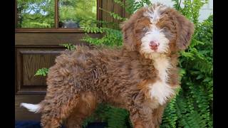 Video preview image #1 Bernedoodle (Miniature) Puppy For Sale in NARVON, PA, USA