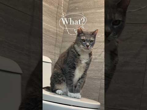 My eyes hurt from all the side-eyeing #showerroutine #cat #aleem #mylife #foryou #forus #shorts