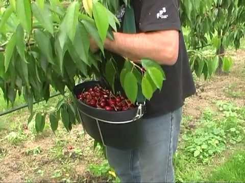 Kirschen richtig pflücken www.obstbau.rlp.de (überarbeitet)