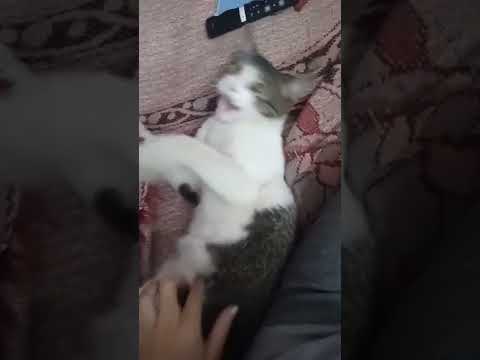 cats reaction on tickling 😂