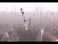 Forseti - Das Abendland 