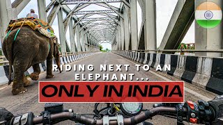 Riding alongside an ELEPHANT on the ride from Manali to Chandigarh - India Motovlog EP62