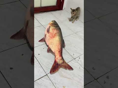 funny cat pt.6 #cat #funny #pets #fypシ #memes #meme