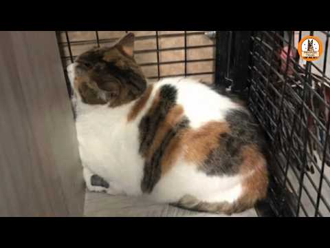 This Cat Was Ignored at the Shelter for 2 Years…Until the Night Camera Revealed the Truth