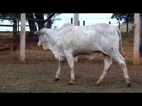 BEZERRA NELORE - XARIA B.BELO - BBZ  9934