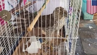 Hawk kills boy’s pet parakeet, then gets trapped in birdcage in Arizona - TomoNews