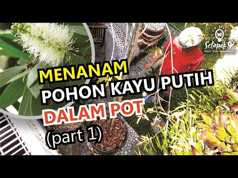 , title : 'MENANAM POHON KAYU PUTIH DI DALAM POT (part 1)'