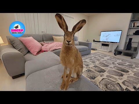 He Was Just a Lonely Rabbit — Until Love Knocked on the Door