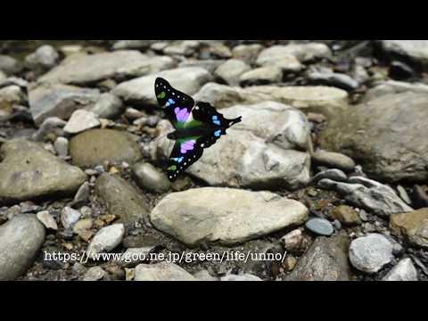 ミイロタイマイの飛翔 Graphium weiskei