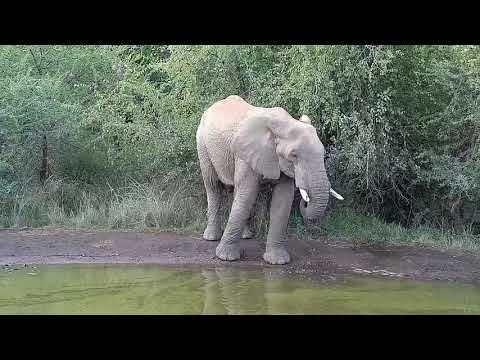 Kwa: Lone Elephant drinking - 05/31/19