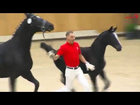 Hengstfohlen v.Goldberg Preisspitze Auktion in Riesenbeck