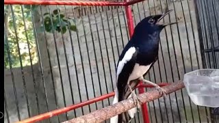 Download lagu Kicau kacer full isian KENARI sambung LOVEBIRD FULL bukpar. By. Ncek long mp3