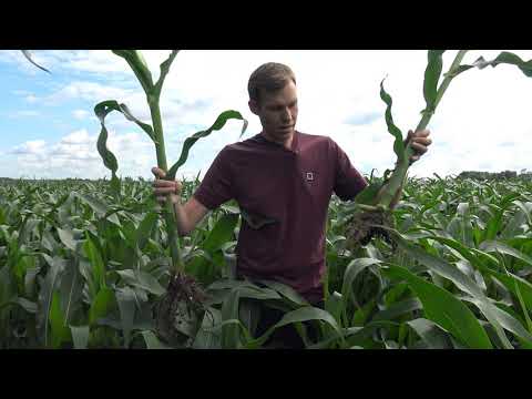 Pflanzenbau Aktuell - Maisversuche 2020