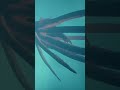 Kraken underwater - Sea of thieves