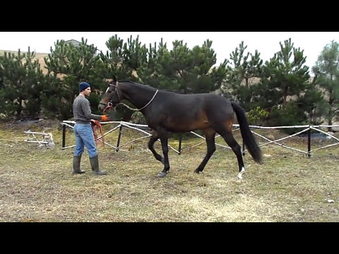 Bona hann. by Bon Bravour x De Niro 3 y.o.