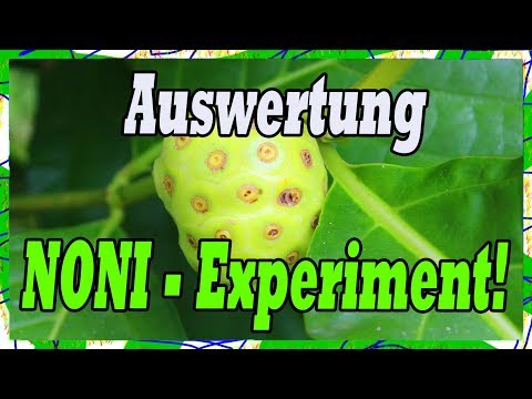 Noni effect 🍈 30-day noni juice experiment evaluation & study check!