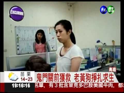 草菅"狗"命! 高市動保處險誤殺狗