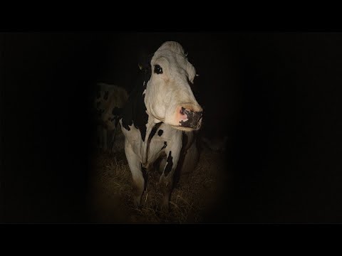Tehén trailer