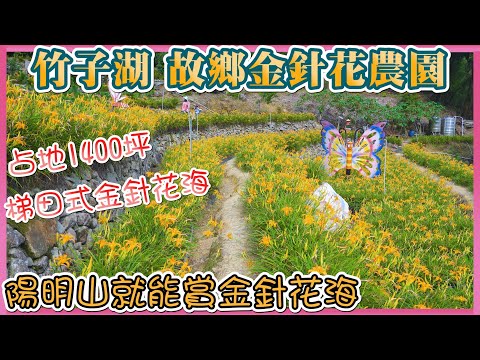 2021 陽明山竹子湖 - 故鄉金針花農園 I 盛開的金針花海遍布山坡 I 梯田式金針花海占地1400坪 I 免到花蓮、台東看金針花，台北就能看到金針花海