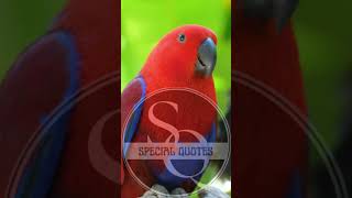 Download lagu Burung Beo #shorts mp3