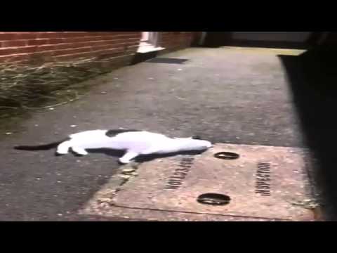 Claudia can roll over