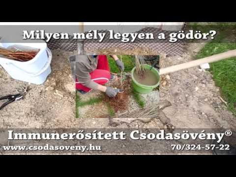 GYIK 33 - Milyen mély legyen a Csodasövény® ültető árok, vagy  gödör ?