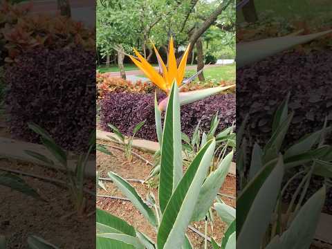 add this plant in your garden 🏡#garden #plants #nature #flowergarden #srijanwithjayshree