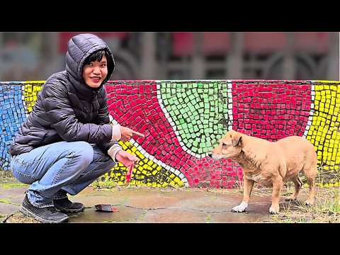 We Found Forgotten Soviet Mosaics in Tbilisi and Fed Street Dogs 🇬🇪