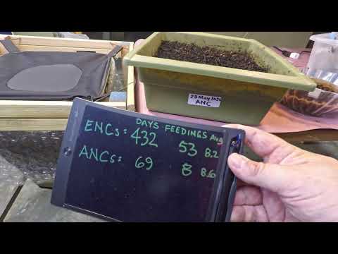 Largest & smallest nightcrawler systems get fed - worm farm vermicomposting