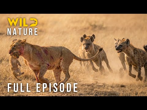 LION VS. LEOPARD VS. HYENA - The Fiercest War of Predators (Full Episode)| Nature animal documentary