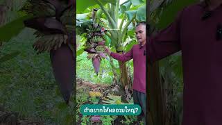 ปลูกกล้วยต้องการให้หวีผลอวบใหญ่