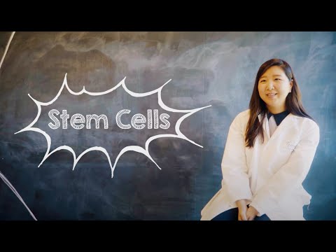 What Are Stem Cells?