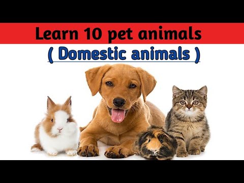 Pet animals / domestic animals / farm animals for kids || #petanimals #domesticanimals