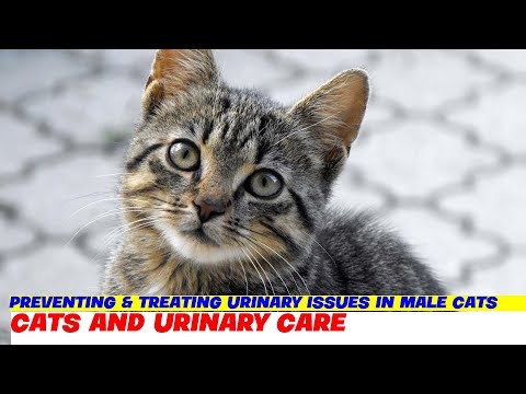 Prevenção e tratamento de problemas urinários em gatos machos
