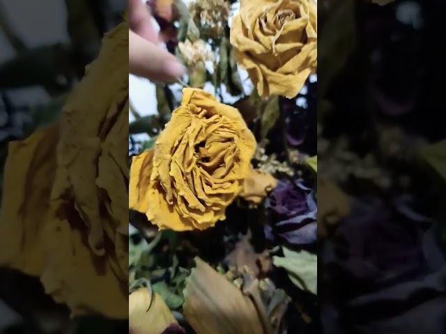 Vídeo relacionado con CAwished Flores Secas Naturales y Preservadas Conjunto de 32 Pcs para Decoracion Ramos de Flores Secas DIY Manualidades Arreglos Florales de Boda y Decoracion del Hogar