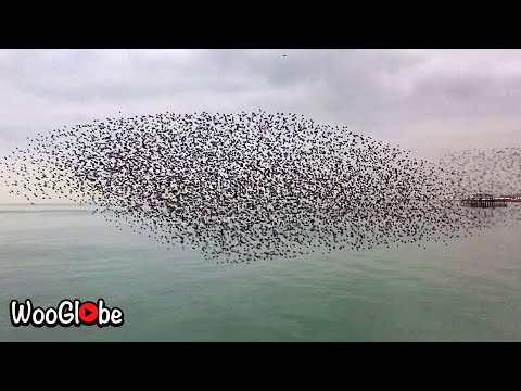 Mind Blowing Starling Murmuration