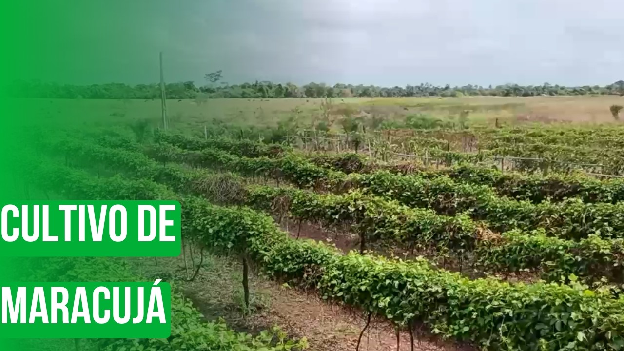 Cultivo de maracujá