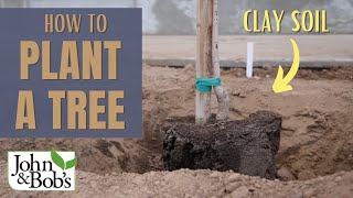 How To Plant A Tree In Clay Soil & Hard Soil | Street Tree Planting