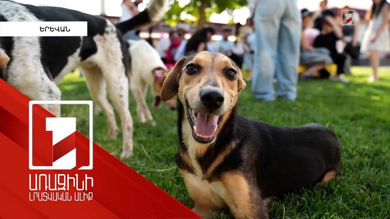 Երեխաները սովորում են շփվել շների հետ. քաղաքապետարանը մեկնարկել է սոցիալական նոր ծրագիր