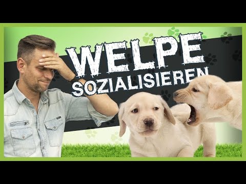 Welpe sozialisieren: Beachte DIESE wichtigen Punkte!