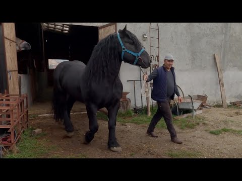 Mr. Cristea Nicu's stallion from Bogei - Bihor