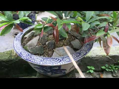 Thao tác đơn giản giúp cây mai phát triển