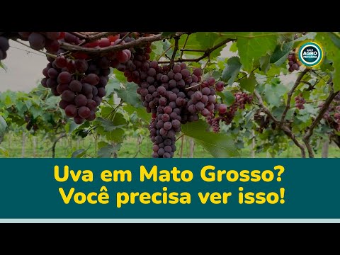 Uva em Mato Grosso? A História Que Mudou Uma Cidade + Suinocultura em Alta!