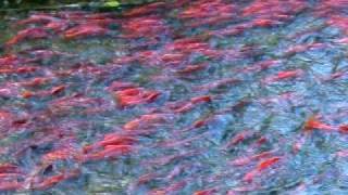 preview picture of video 'Kokanee Spawning - part 1'