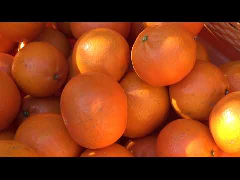19 Yakushima Tankan mandarin 屋久島たんかん